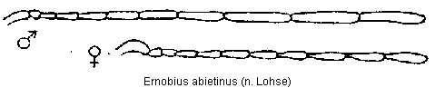 ernobius_abietinus_f.gif