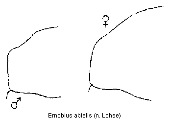 ernobius_abietis_hsch.gif