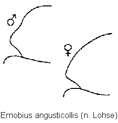 ernobius_angusticollis_hsch.gif