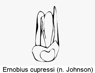 ernobius_cupressi.gif