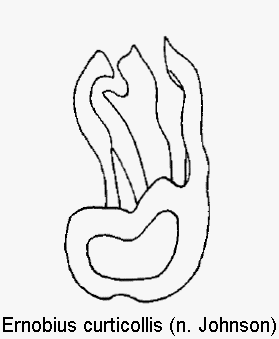 ernobius_curticollis.gif