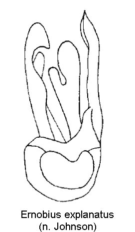 ernobius_explanatus1.gif