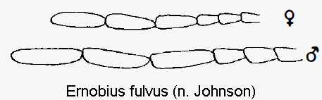 ernobius_fulvus_f.gif