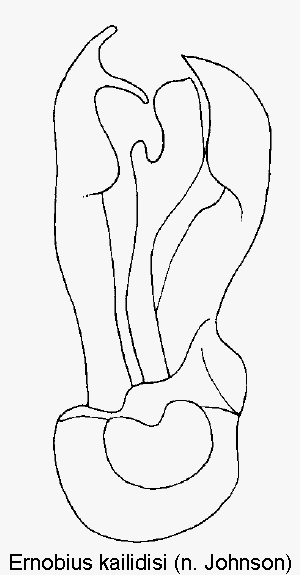 ernobius_kailidisi.gif