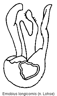 ernobius_longicornis.gif