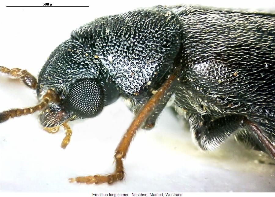 ernobius_longicornis_sa.jpg