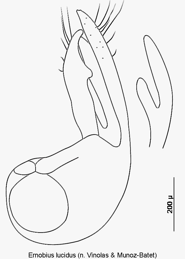 ernobius_lucidus.gif