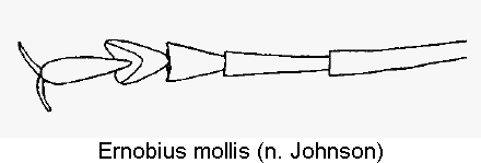 ernobius_mollis_htr.gif