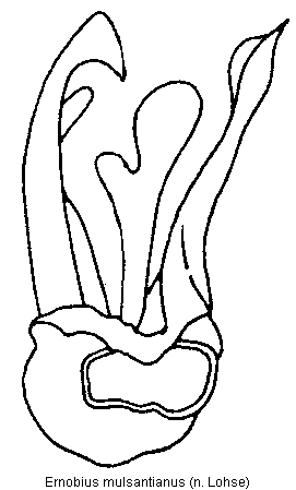 ernobius_mulsantianus.gif