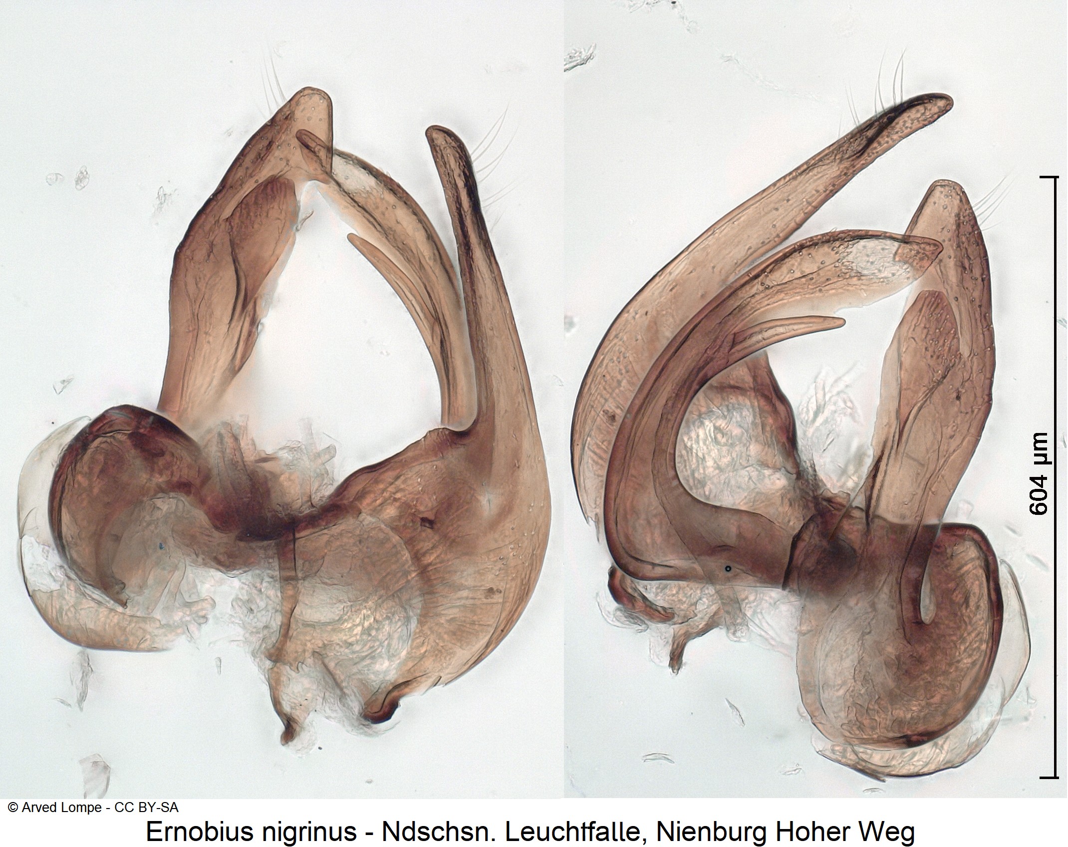 ernobius_nigrinus_ck38227680.jpg