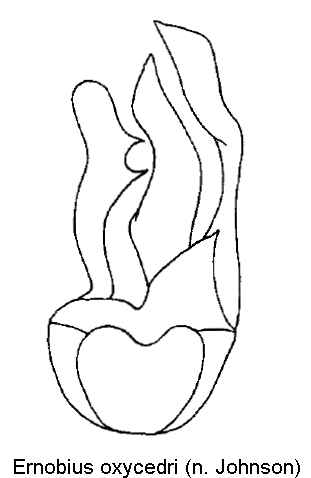 ernobius_oxycedri.gif
