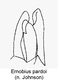 ernobius_pardoi.gif