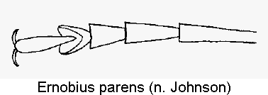 ernobius_parens_htr.gif