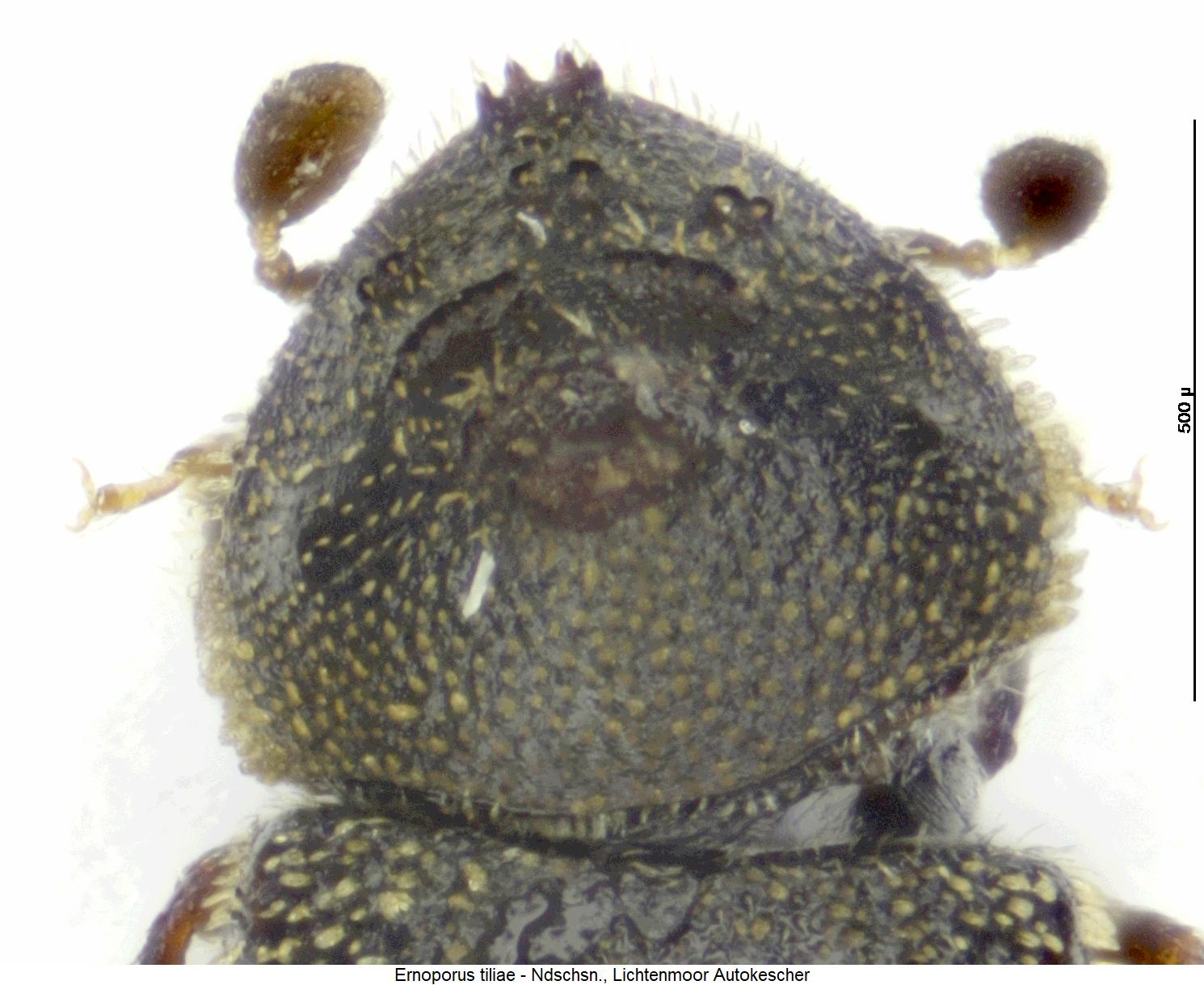 ernoporus_tiliae_vk.jpg