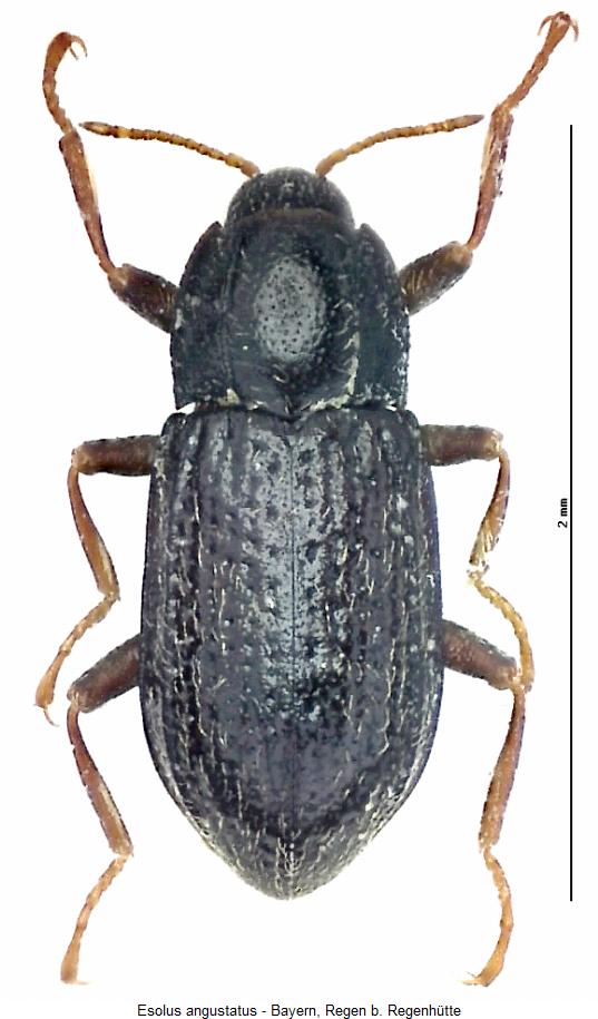 esolus_angustatus_hab.jpg