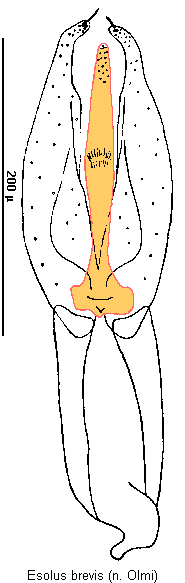 esolus_brevis.gif