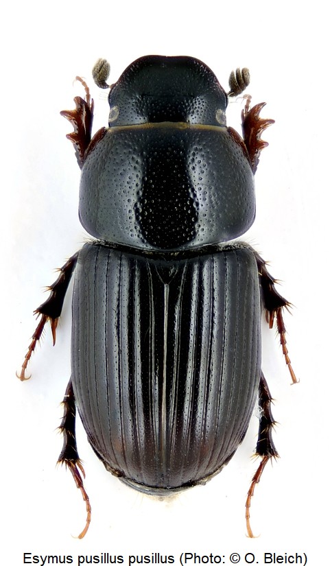 esymus_pusillus_hab.jpg