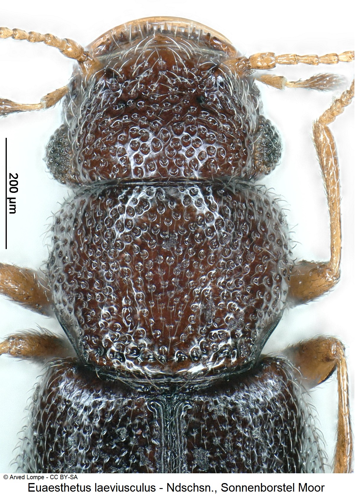 euaesthetus_laeviusculus_ck35345148_vk.jpg