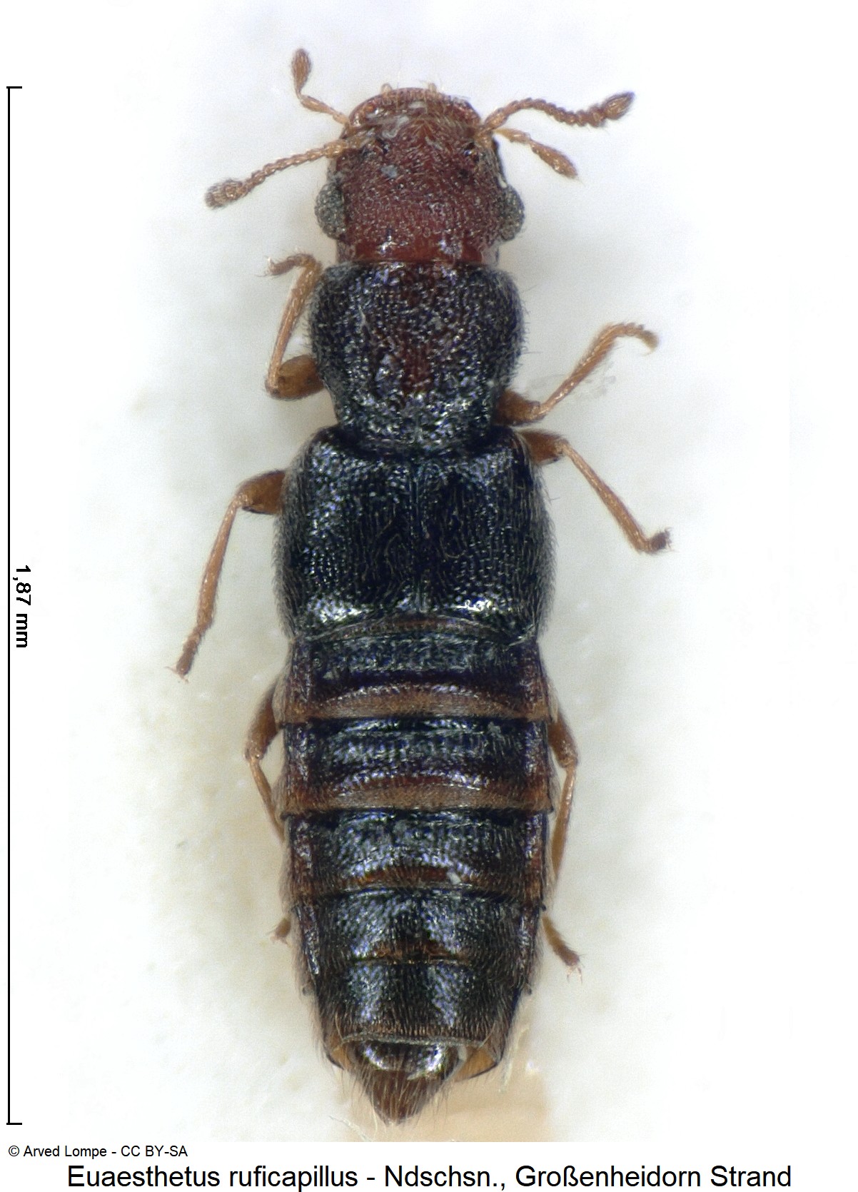 euaesthetus_ruficapillus_ck4767_hab.jpg
