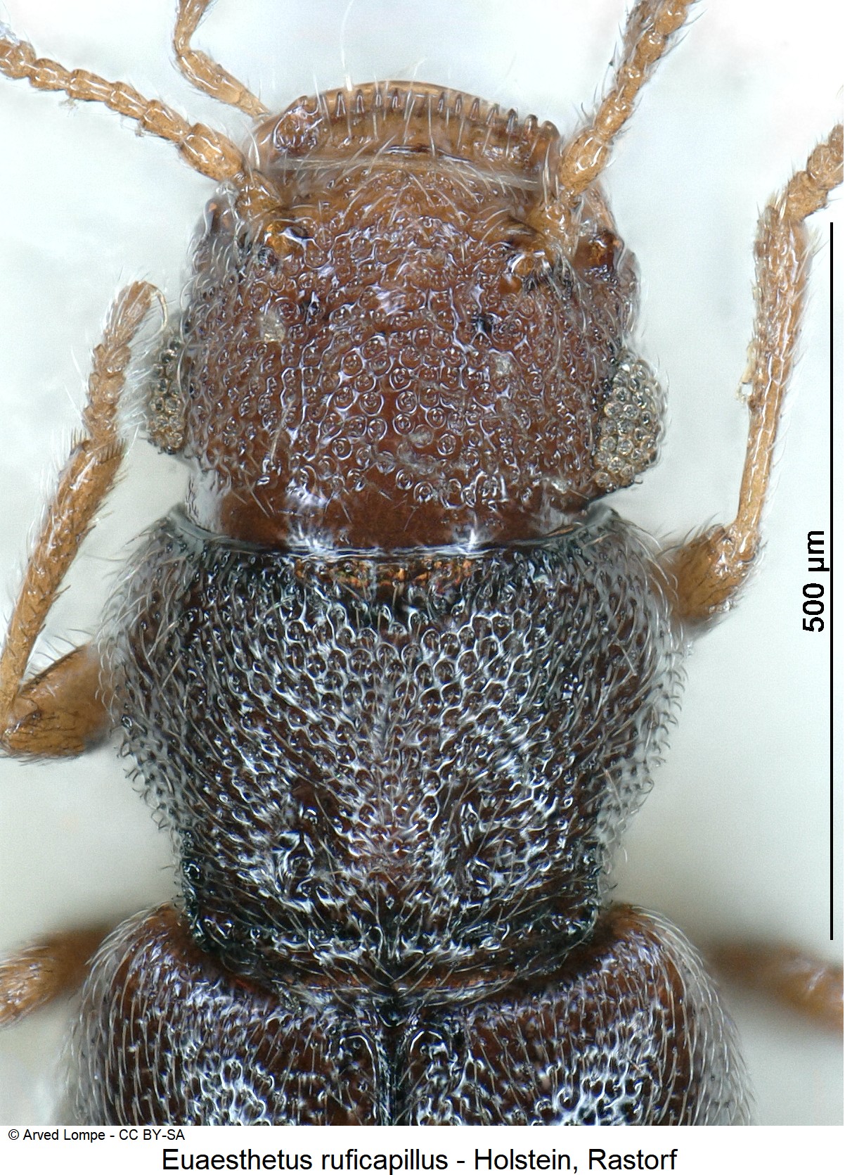 euaesthetus_ruficapillus_ck4770_vk.jpg