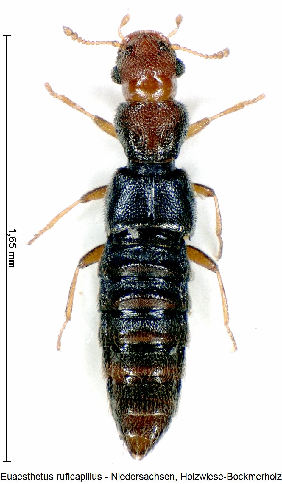 euaesthetus_ruficapillus_hab.jpg