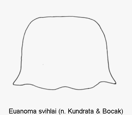 euanoma_svihlai_hsch.gif