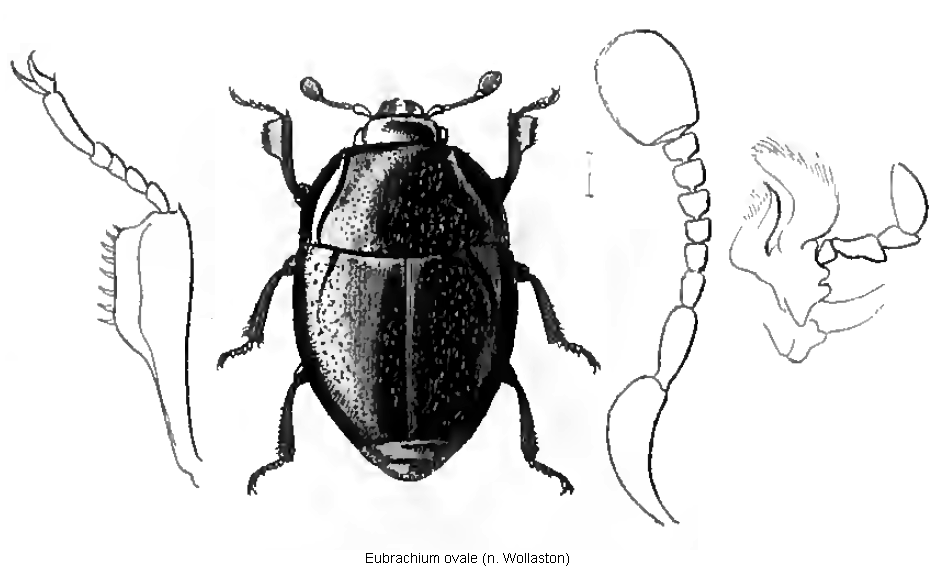 eubrachium_ovale_hab.gif