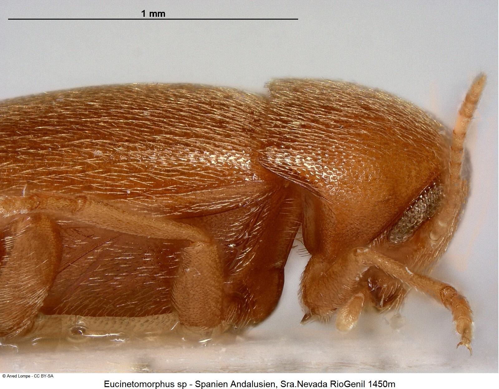 eucinetomorphus_sp-nevada_sa.jpg