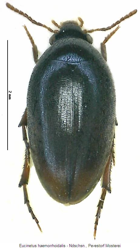 eucinetus_haemorrhoidalis_hab.jpg