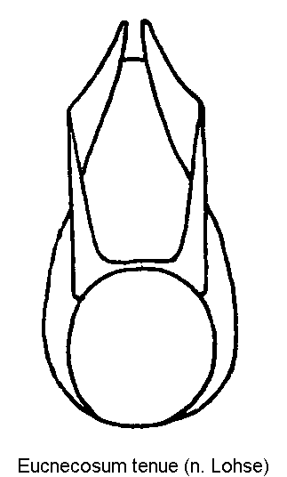 eucnecosum_tenue.gif