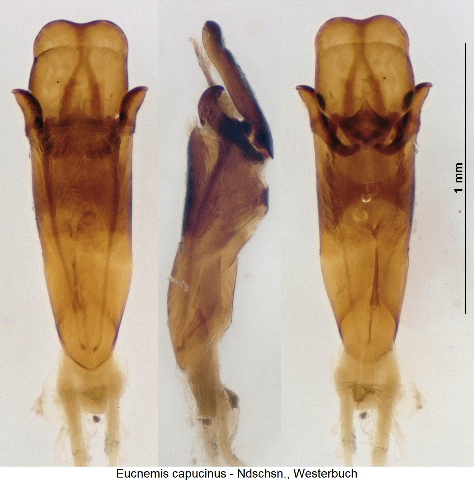 eucnemis_capucinus1.jpg