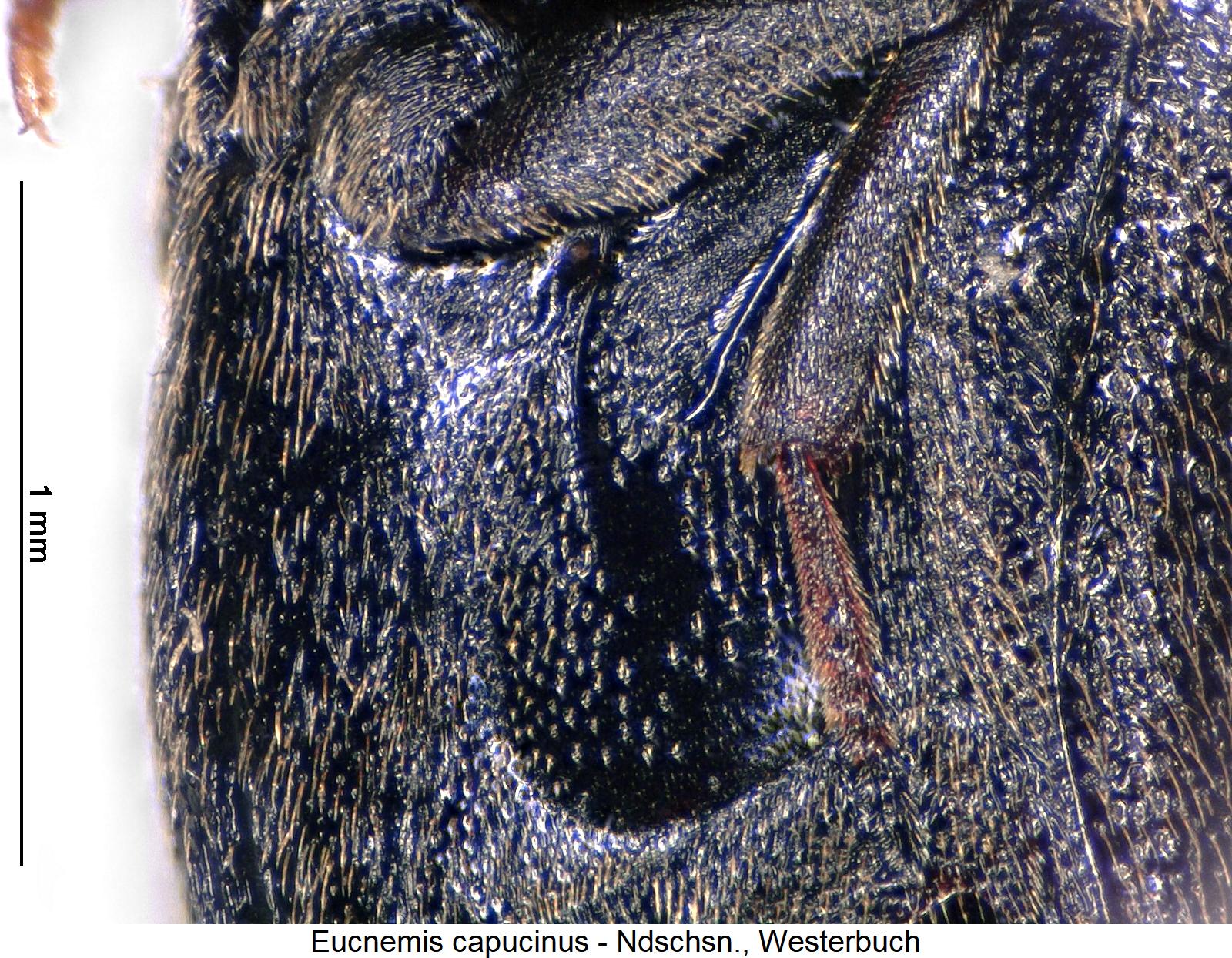 eucnemis_capucinus_hbr1.jpg