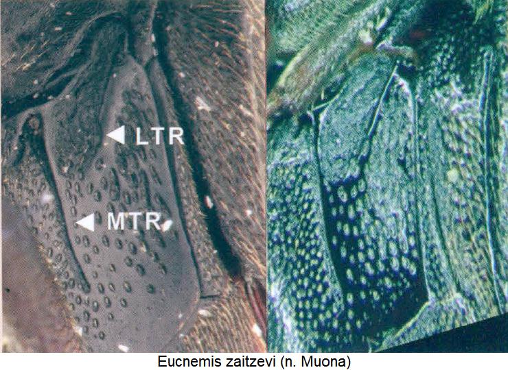 eucnemis_zaitzevi_hbr.jpg