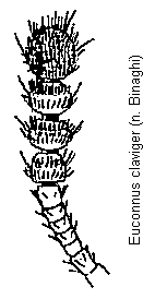 euconnus_claviger_f.gif