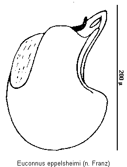 euconnus_eppelsheimi.gif