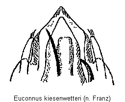 euconnus_kiesenwetteri.gif