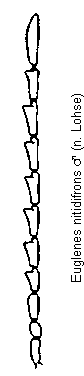 euglenes_nitidifrons_f.gif