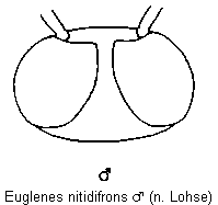 euglenes_nitidifrons_k.gif