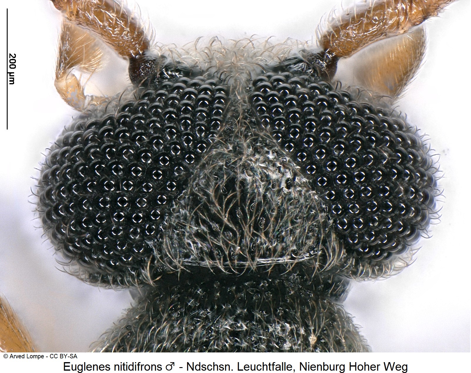 euglenes_nitidifrons_m_ck35981518_k.jpg