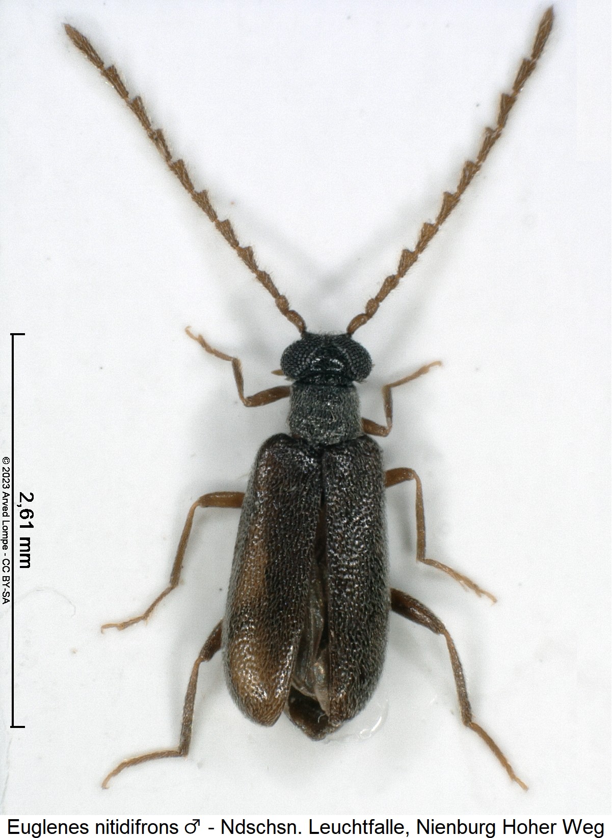 euglenes_nitidifrons_m_hab.jpg