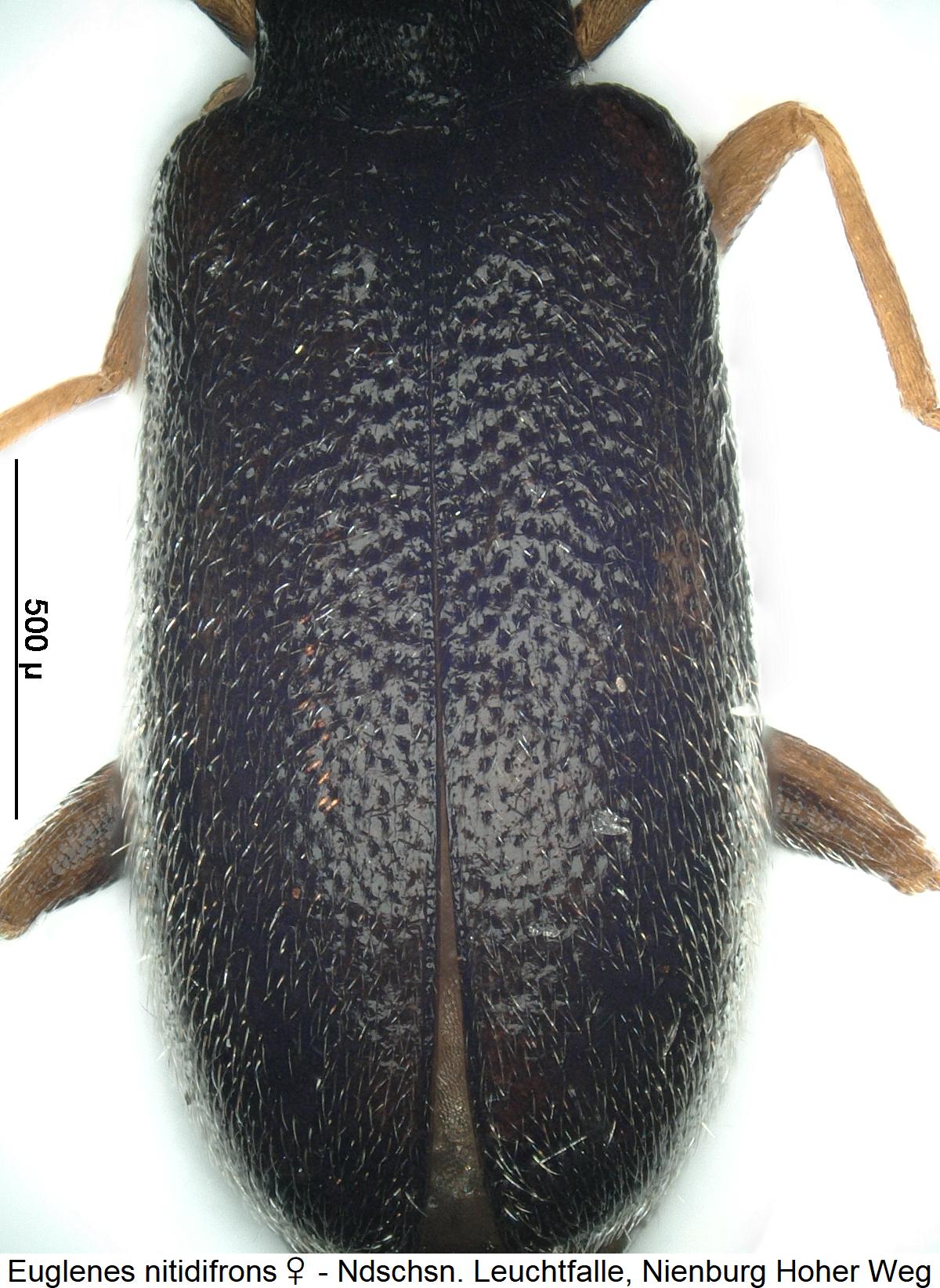 euglenes_nitidifrons_w_fld.jpg