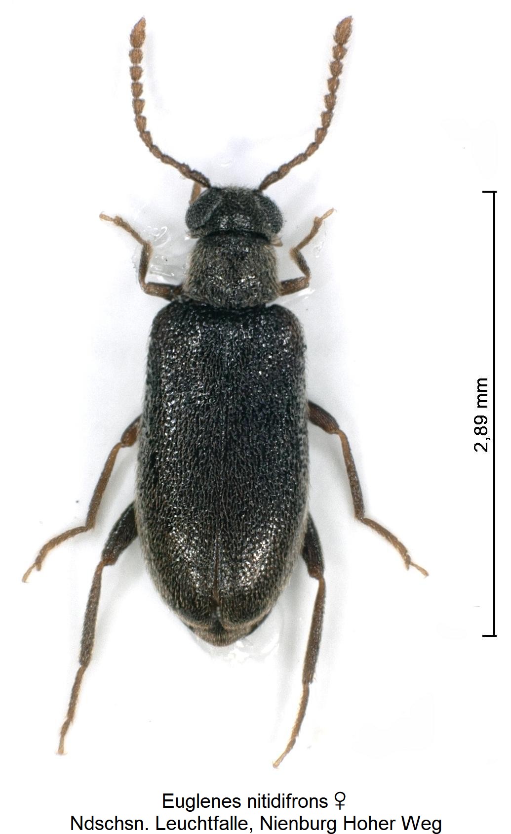 euglenes_nitidifrons_w_hab2.jpg