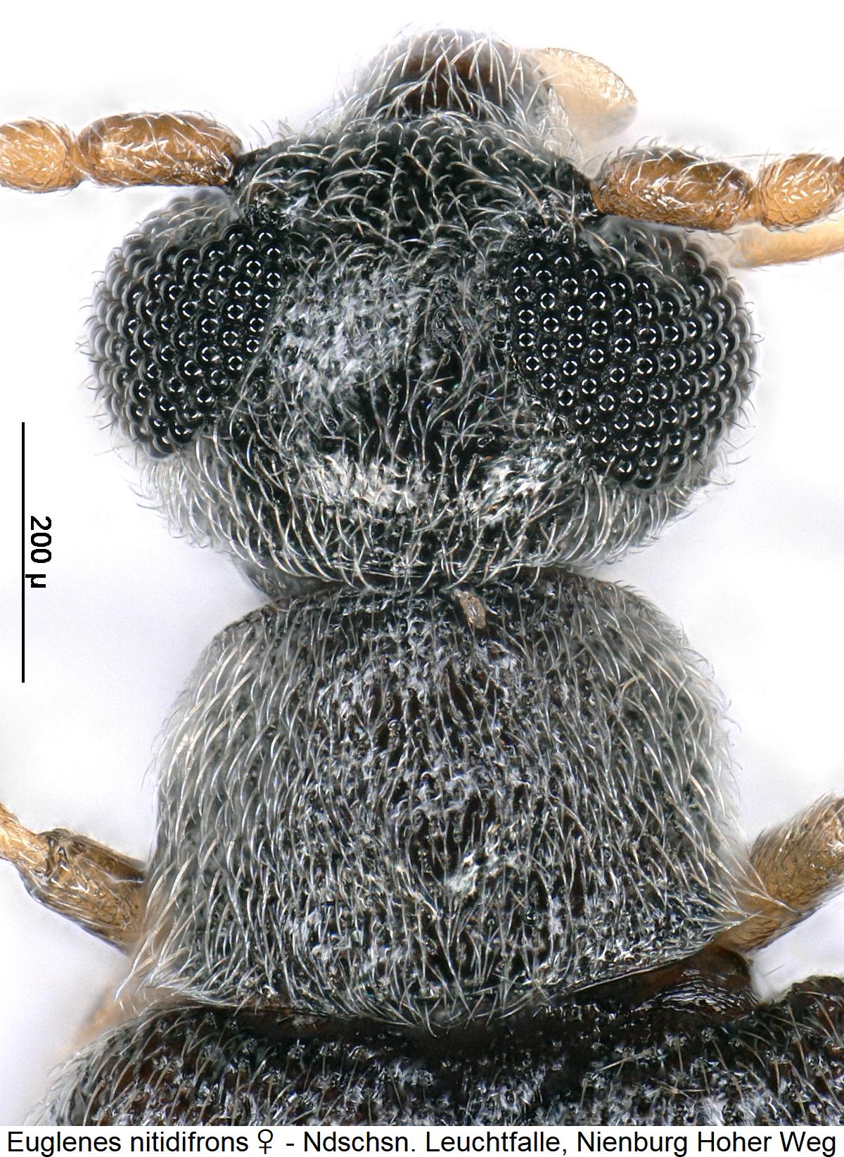 euglenes_nitidifrons_w_vk1.jpg