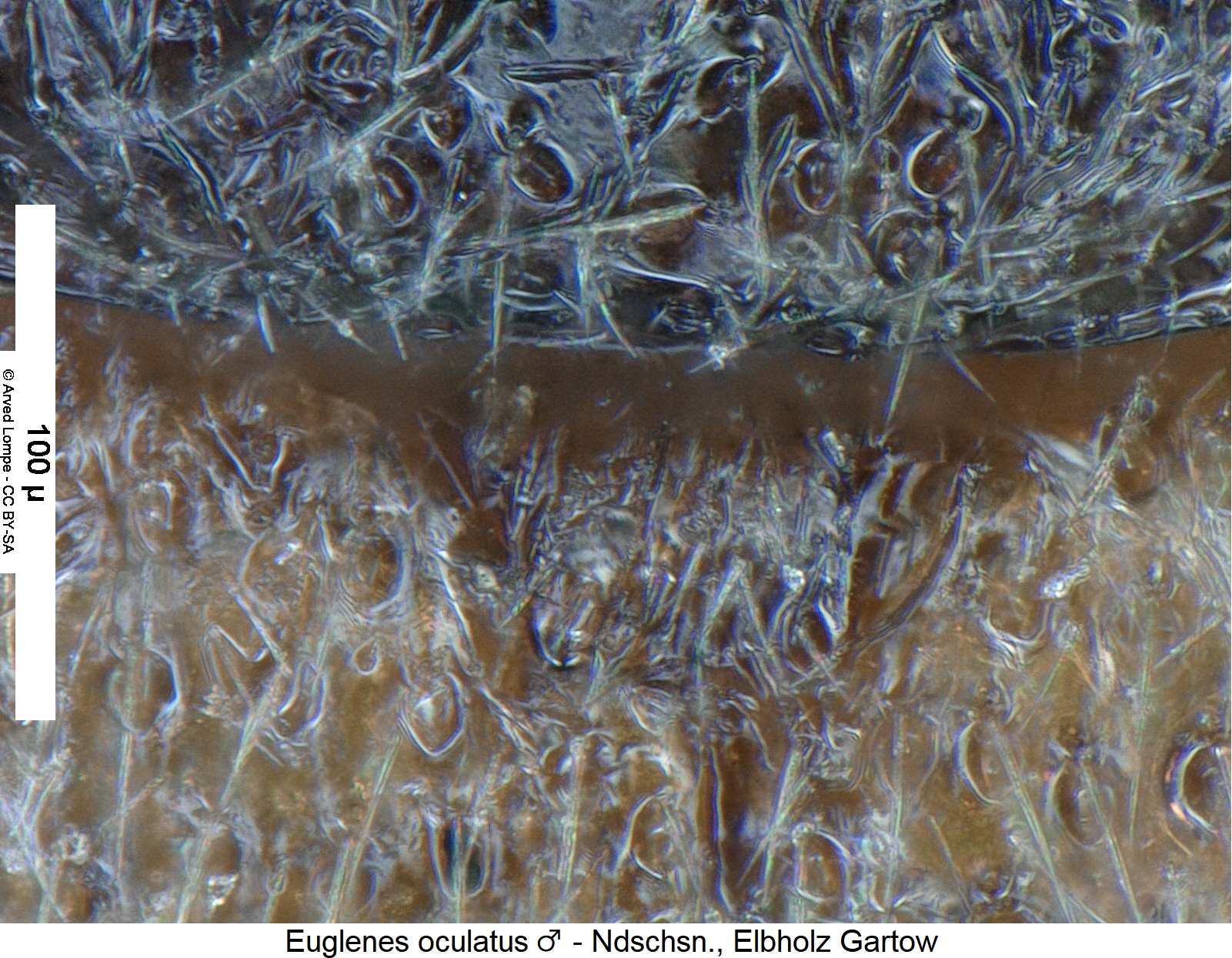 euglenes_oculatus_m_scut.jpg