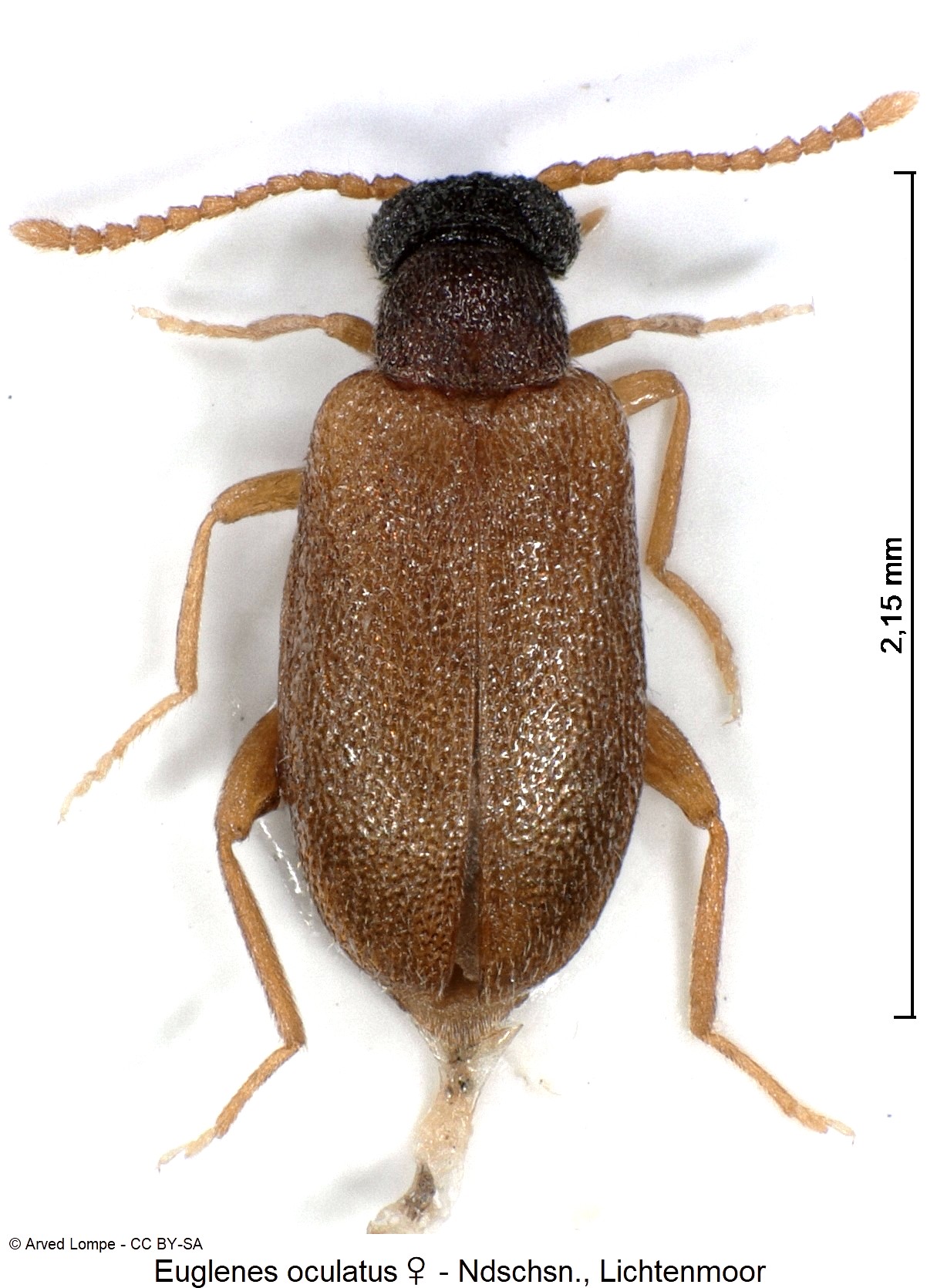 euglenes_oculatus_w_ck17088361_hab.jpg