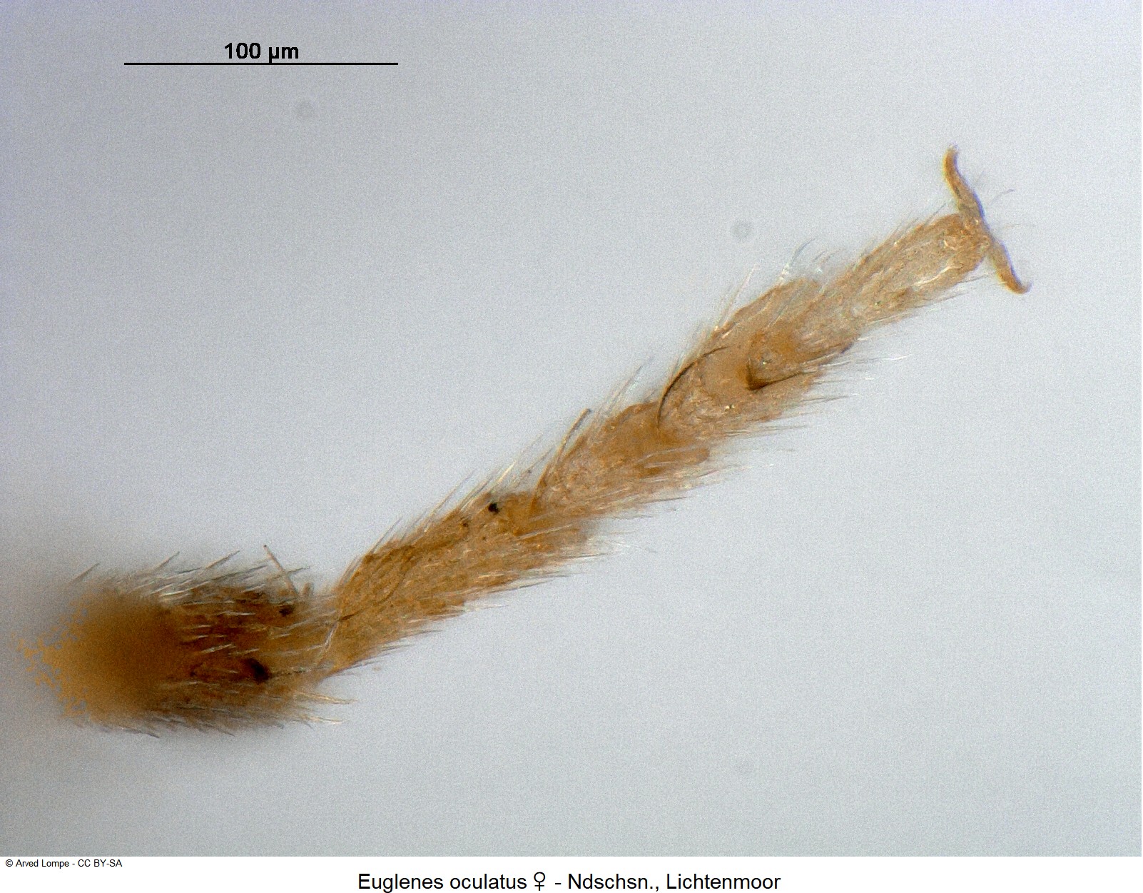 euglenes_oculatus_w_ck17088361_vtr.jpg
