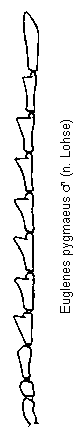 euglenes_pygmaeus_f.gif