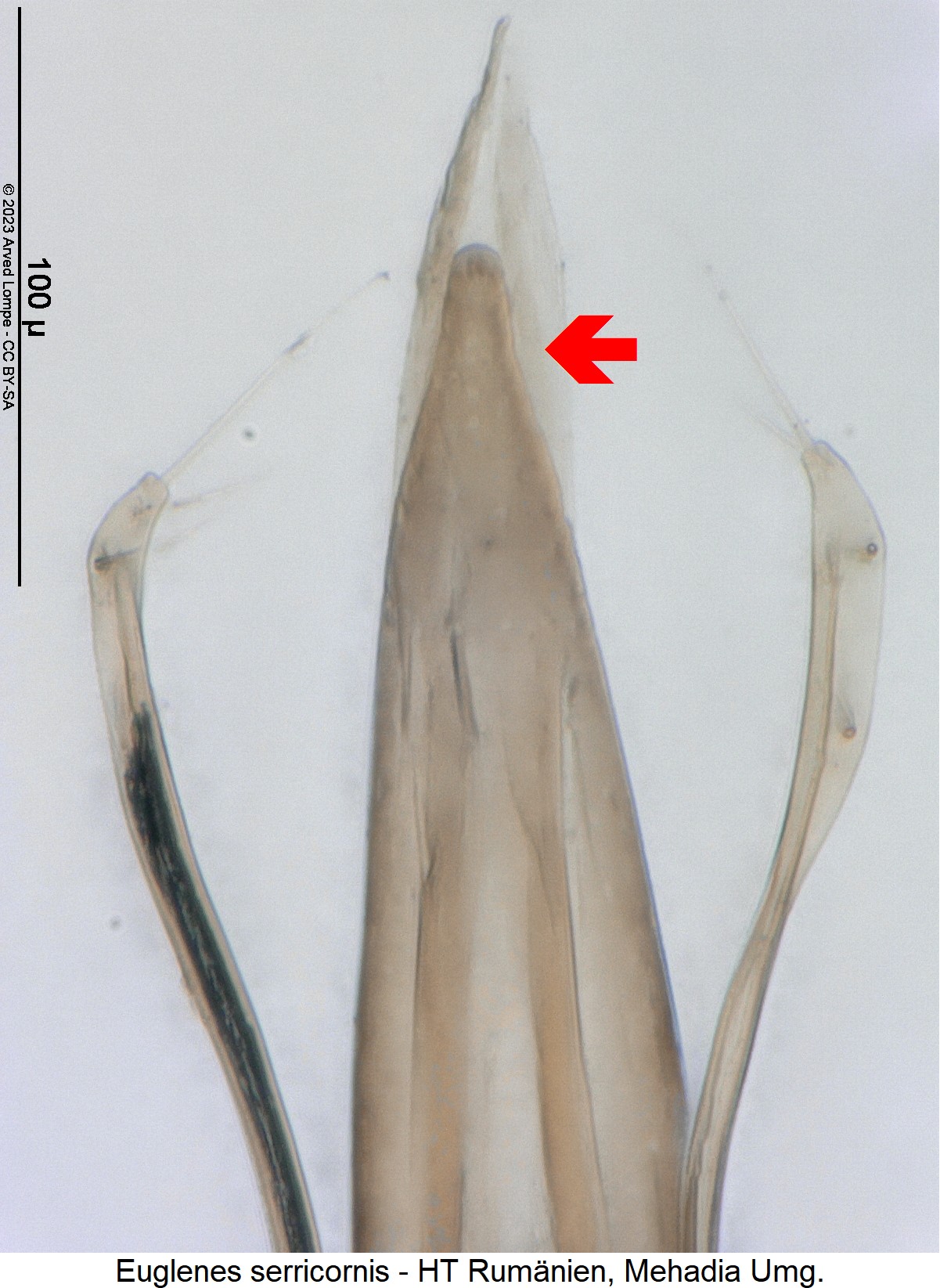 euglenes_serricornis_detail.jpg