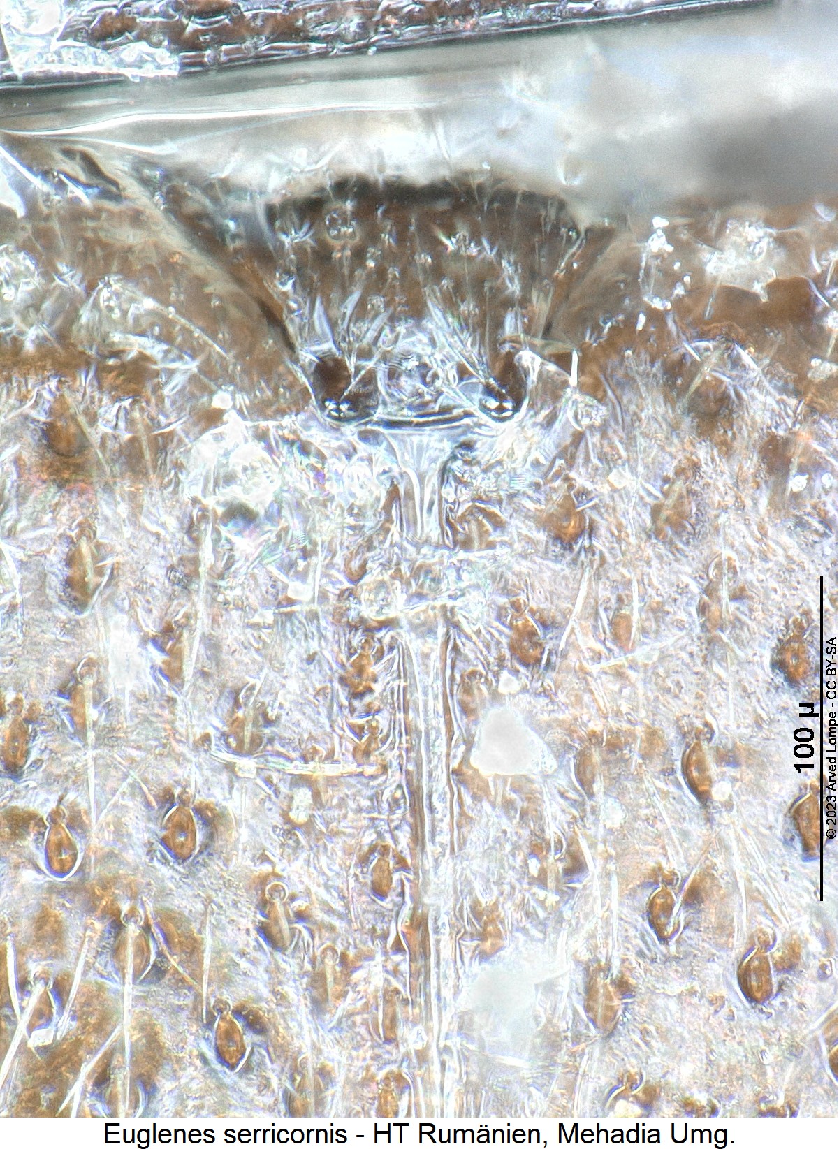 euglenes_serricornis_scut1.jpg