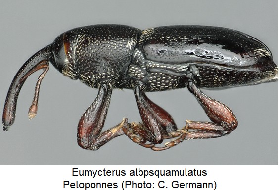 eumycterus_albpsquamulatus_sa.jpg